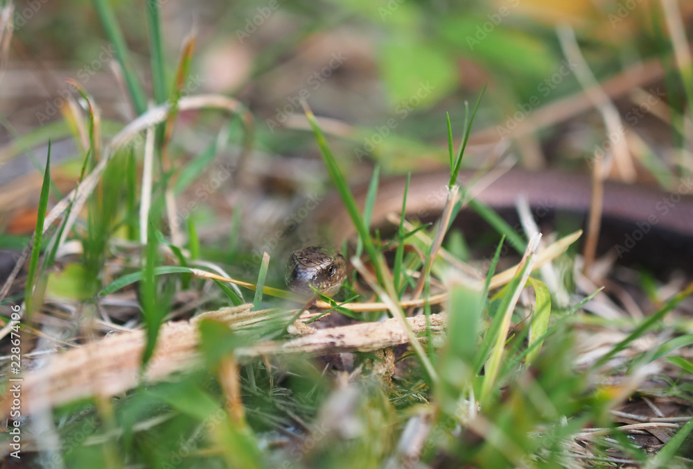 Slowworm in forest Slowworm in forest