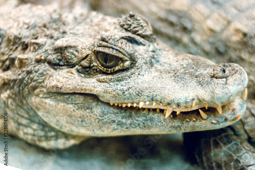 The head of a crocodile.
