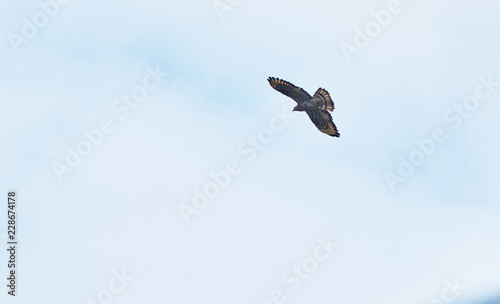 bird of prey the blackbird flies in the sky