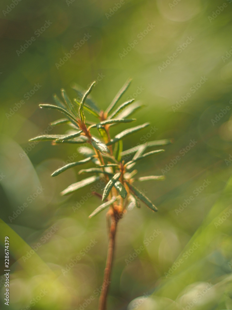 wild rosemary in the swamp wild rosemary in the swamp