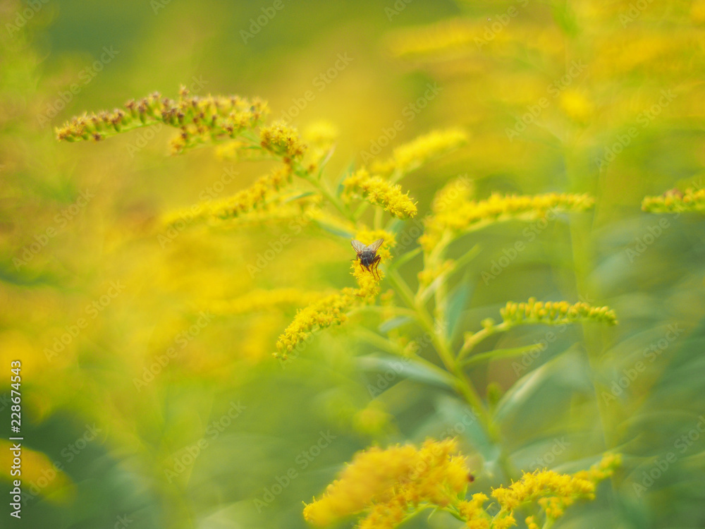 yellow flowers of goldenrod in the forest