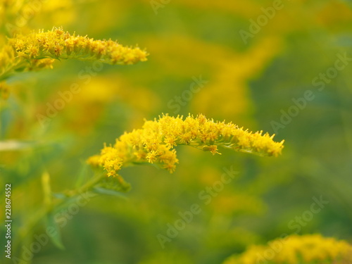 yellow flowers of goldenrod in the forest
