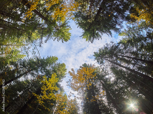 Fototapeta Naklejka Na Ścianę i Meble -  trees from the bottom up. Autumn forest