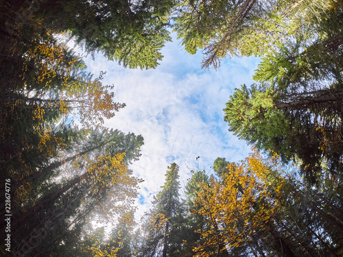 trees from the bottom up. Autumn forest