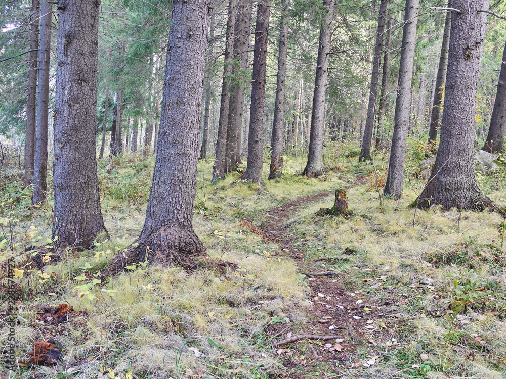 in the coniferous forest. autumn in the coniferous forest. autumn