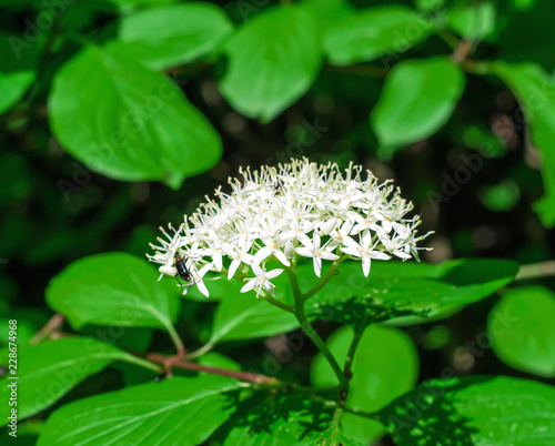 Flower inflorescence umbrella elderberry, green bush in the forest