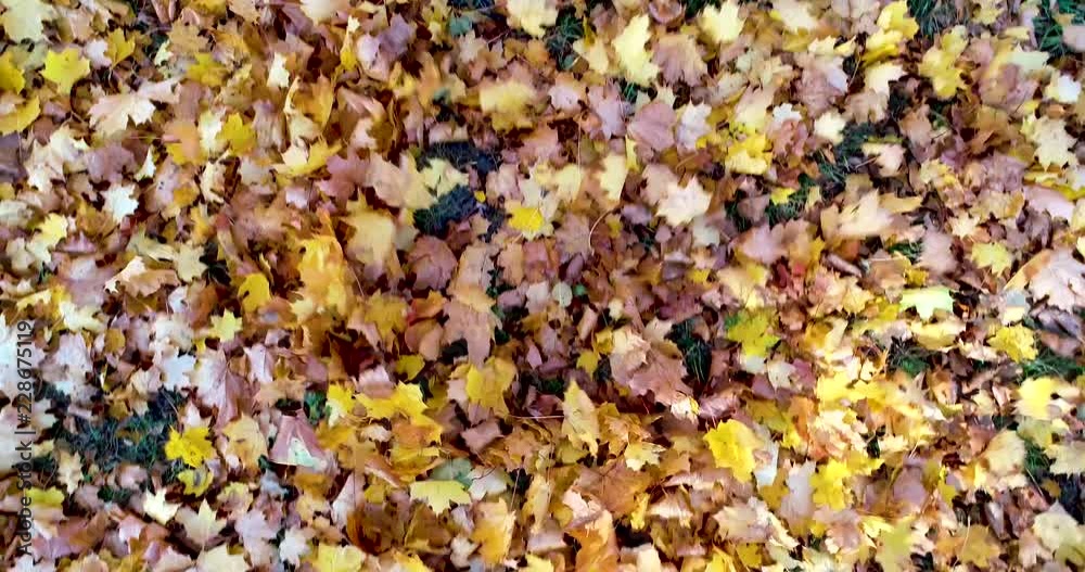 Colorful leaves scatter from the wind Colorful leaves scatter from the wind