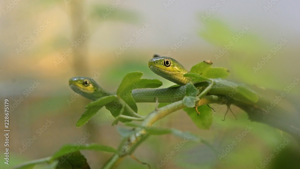 Obraz premium Zwei Raue Grasnattern (Opheodrys aestivus) im Alter von einem Monat 