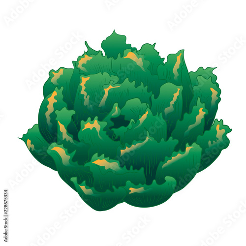 Vector green succulent tropical flower. Floral botanical flower. Isolated illustration element. Vector wildflower for background, texture, wrapper pattern, frame or border.