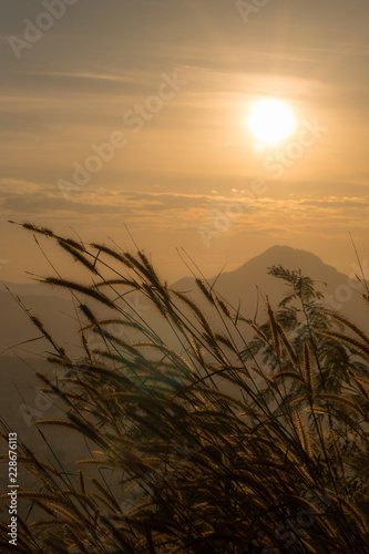 Wonderful landscape from the feather grass field in the evening sunset silhouette. serene feeling concept. countryside scenery atmosphere. image for background, wallpaper and copy space. photo