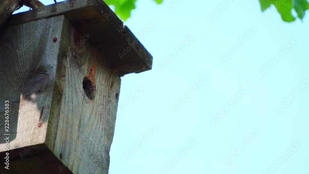 Starling flies with food and flies out of the birdhouse, slow motion Starling flies with food and flies out of the birdhouse, slow motion