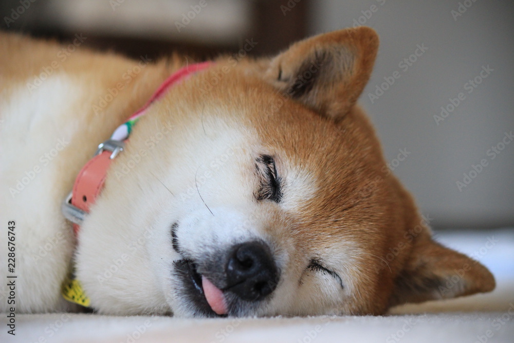 舌を出して寝る柴犬 舌を出して寝る柴犬