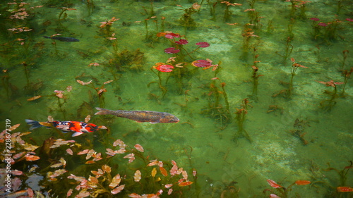 Water Lilies like Monet's painting