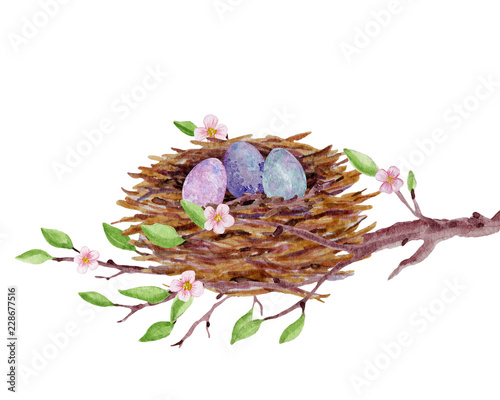 Easter spring watercolor illustration of bird's nest with eggs, branches cherry blossoms. photo