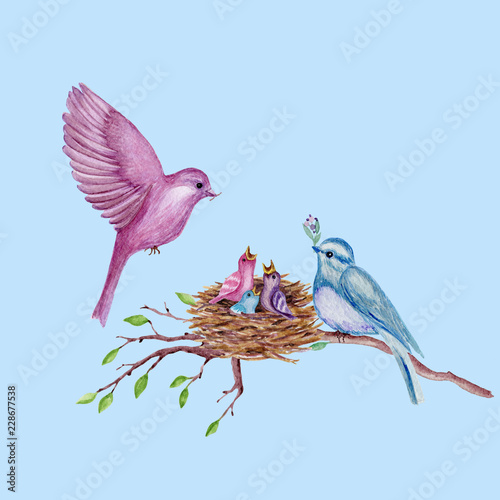 Two birds with a nest on the tree branch. Hand-drawn watercolor illustration.