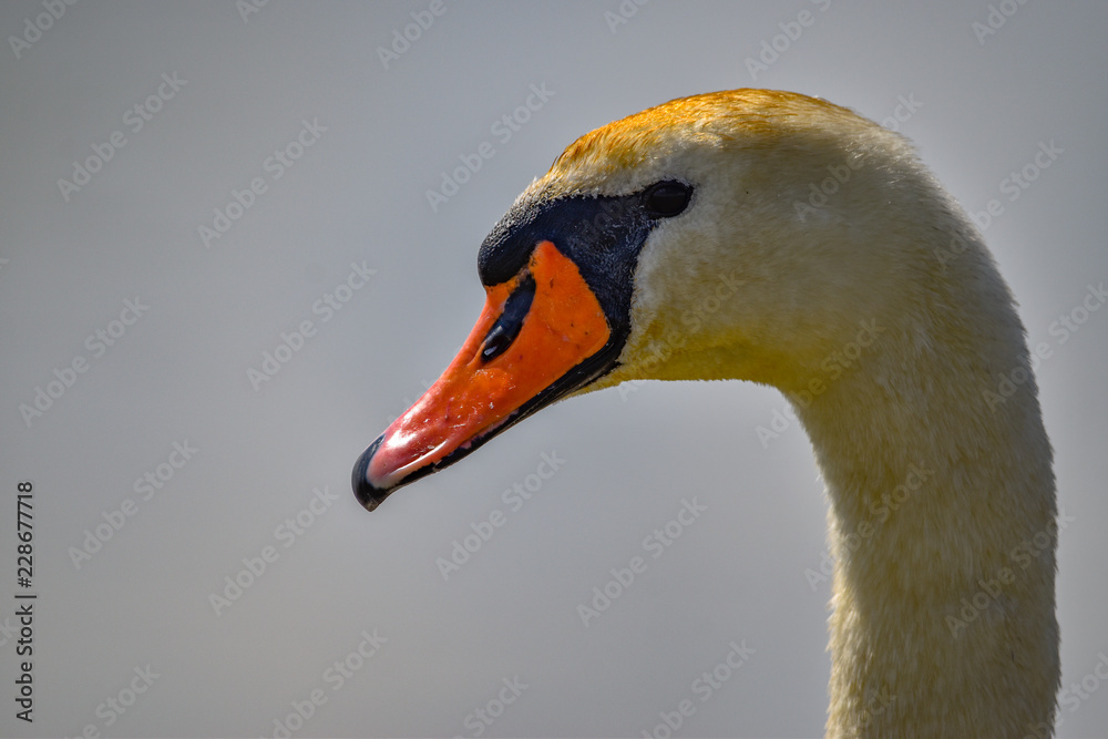 Fototapeta premium portrait of a swan