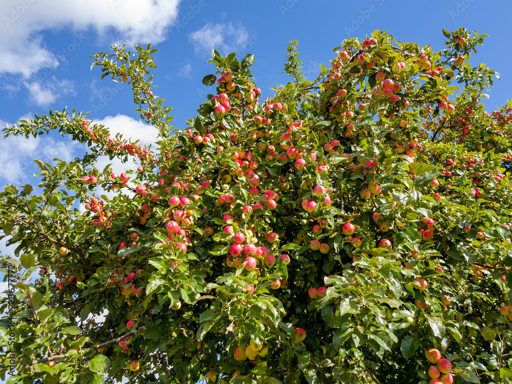 Red apples on apple tree branch