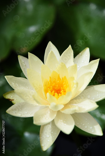 White lotus and green leaf In the garden