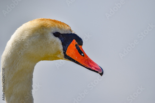 portrait of a swan