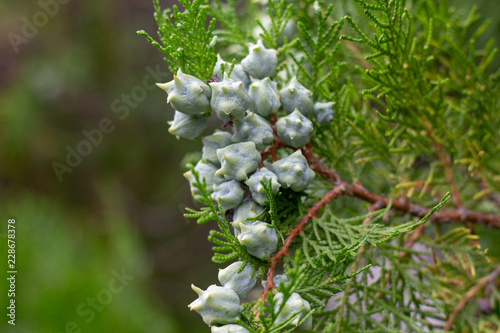 A branch of Thuja (Thuja orientalis) with berries