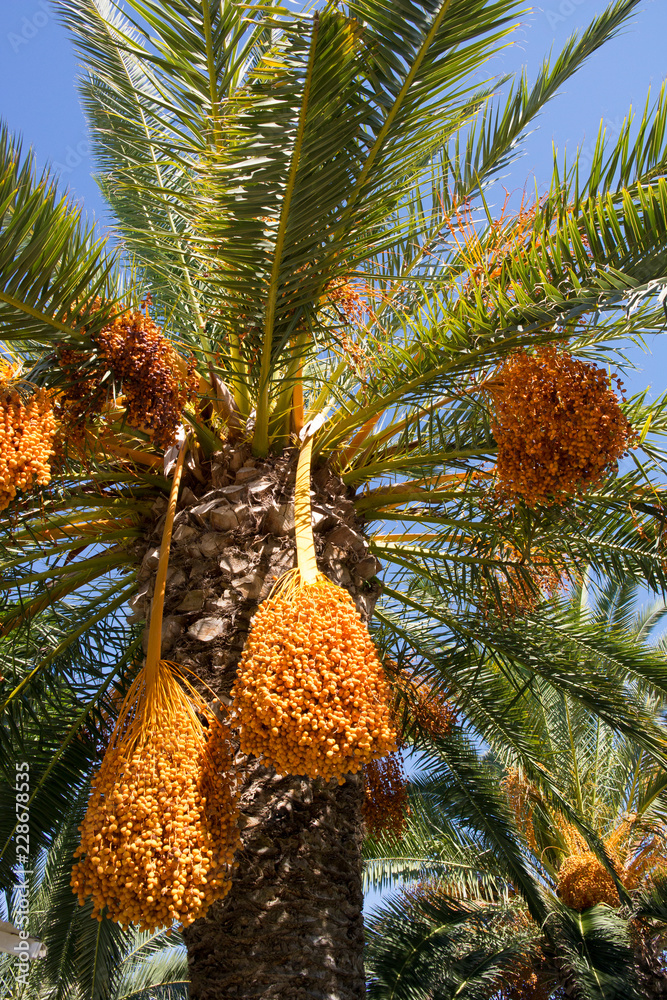 Date Palm Tree