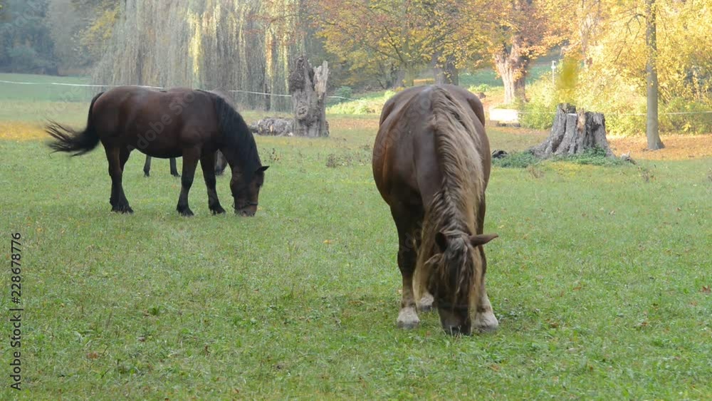 Horses grazing on the meadow. No camera motion. Horses grazing on the meadow. No camera motion.