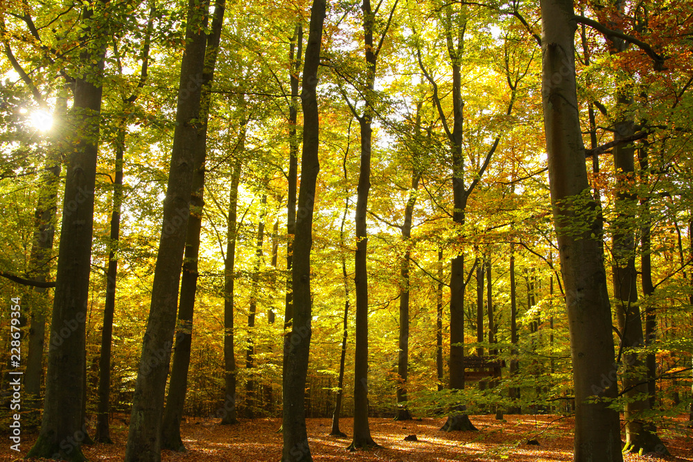 Naklejka premium wood autumn