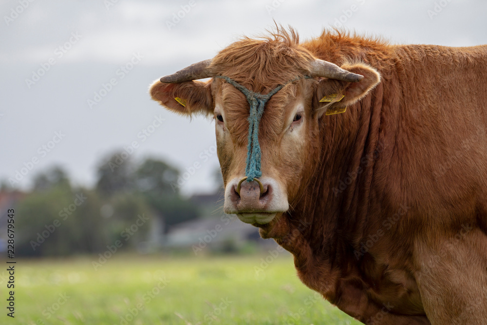 Brown jersey cow horned, with horns and a blue rope and a ring in his nose, with yellow ear tags, standing, in the Netherlands.