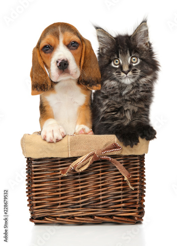 Fototapeta Naklejka Na Ścianę i Meble -  Kitten and puppy together in wicker basket