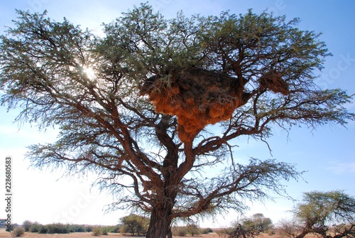 Nido di passero repubblicano su un acacia africana in Namibia
