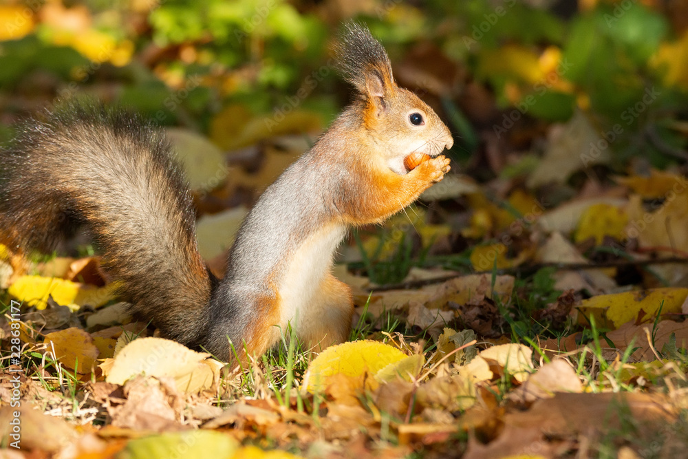 Squirrel in the autumn park Squirrel in the autumn park