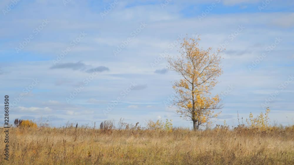 Lonely tree in a field with yellow autumn leaves in the wind Lonely tree in a field with yellow autumn leaves in the wind