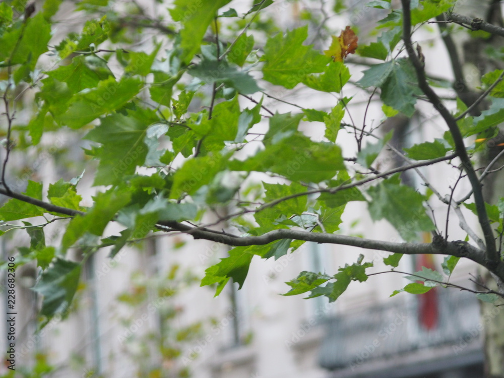 Maple. The leaves are going to change color. Maple. The leaves are going to change color.