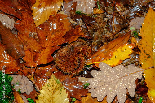 Autum Leaves photo