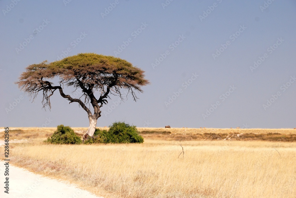 Obraz premium Acacia nella savana in Namibia, Africa