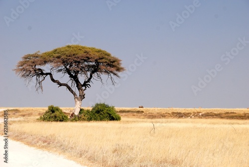 Fototapeta Naklejka Na Ścianę i Meble -  Acacia nella savana in Namibia, Africa