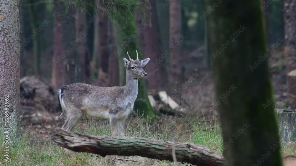 Young fallow buck standing in the forest and look, mating time, autumn, (dama dama), germany Young fallow buck standing in the forest and look, mating time, autumn, (dama dama), germany