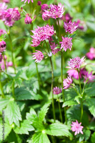 The pink and white spiky flowers of the  Astrantia major, Rosea, plants
