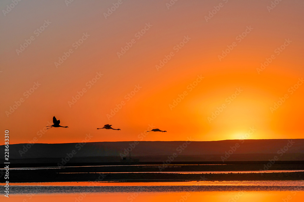 Flamingos zum Sonnenuntergang