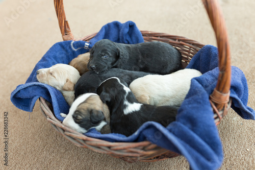 puppies in a brown basket