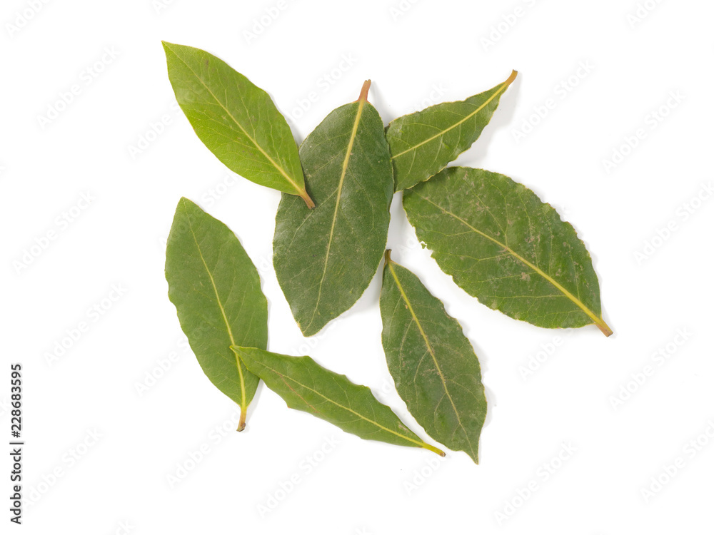 Obraz premium bay leaves