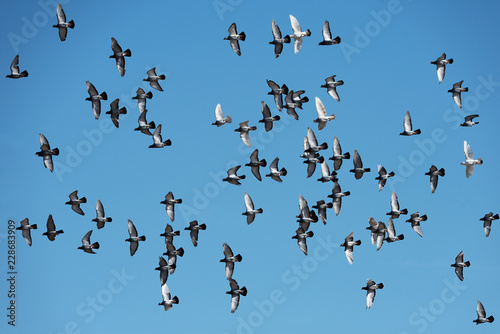 Flock of postal pigeons in flight against the blue sky