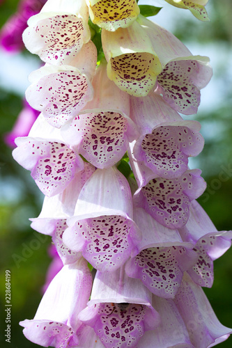 Close up of foxglove flower, Digitalis purpurea 'Camelot Lavender'