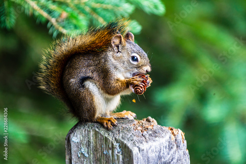 Red squirrel, Sciurus vulgaris, sitting on a tree trunk eating a nut