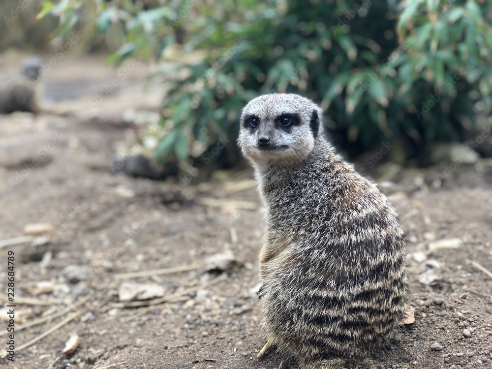 Fototapeta premium meerkat