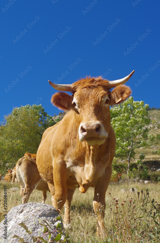 Vache race gasconne pour la Rosée vers Mantet dans les Pyrénées Vache race gasconne pour la Rosée vers Mantet dans les Pyrénées