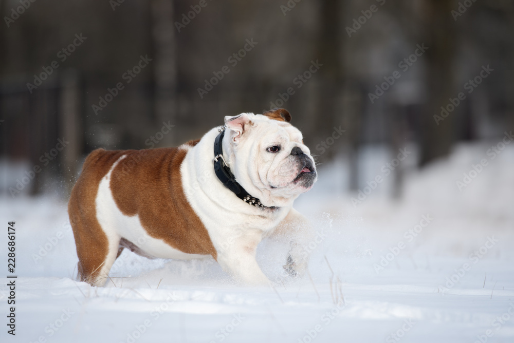 english bulldog running in the snow