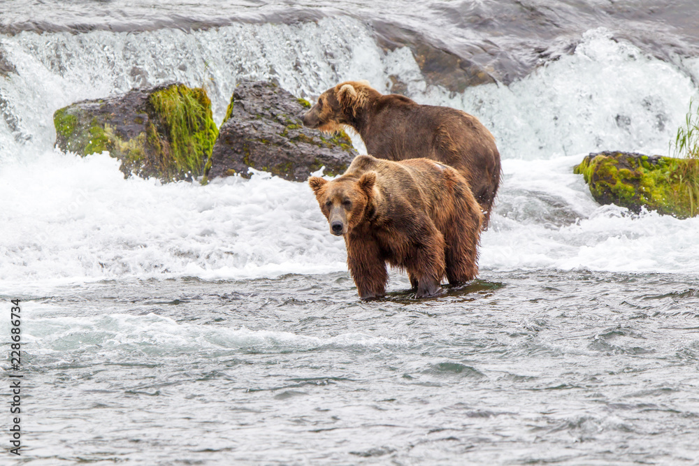 Grizzly bear in Alaska Katmai National Park hunts salmons (Ursus arctos horribilis) Grizzly bear in Alaska Katmai National Park hunts salmons (Ursus arctos horribilis)