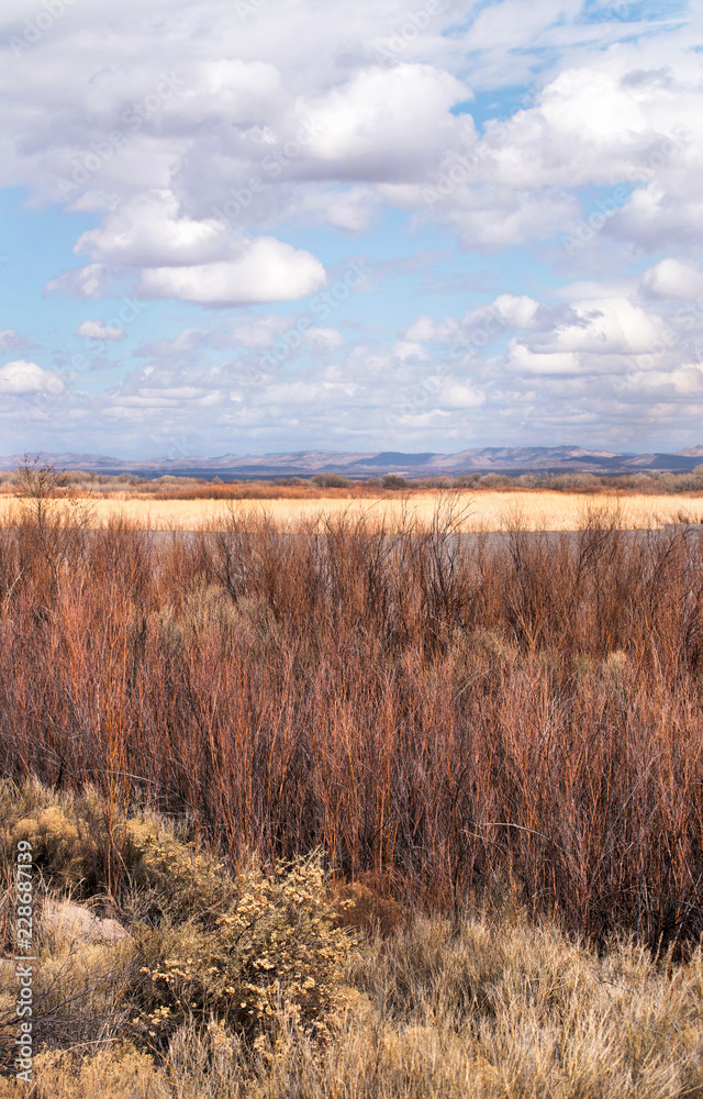 Willows at Bosque del Apache Wildlife Refuge