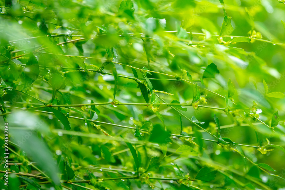 Fototapeta premium Green leaves in nature with greenery background